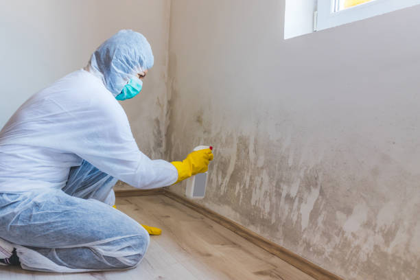 Licensed Mold Testing service in Grass Lake, MI - WQB Mold Removal