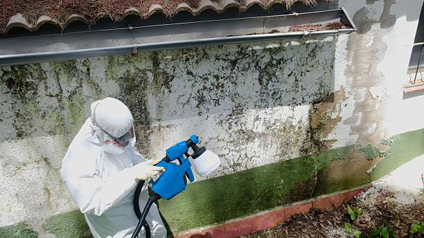 Top rated local Mold Testing specialists in Grass Lake, MI